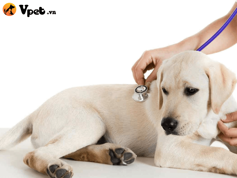 Dấu hiệu của bệnh viêm tử cung ở chó 